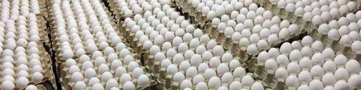 قیمت تخم‌مرغ درب مرغداری‌ها هر کیلوگرم ۵۳ هزار تومان است