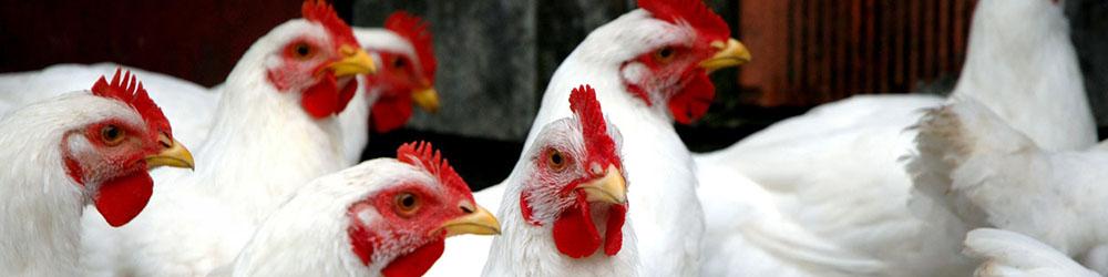 ثبات نسبی در بازار مرغ/ مذاکره با روسیه برای توسعه صادرات