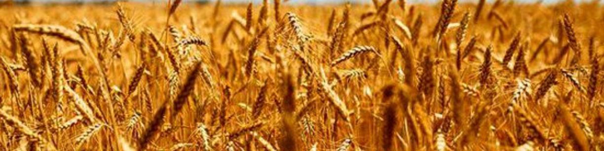 خرید تضمینی گندم به ۱۲ میلیون تن رسید