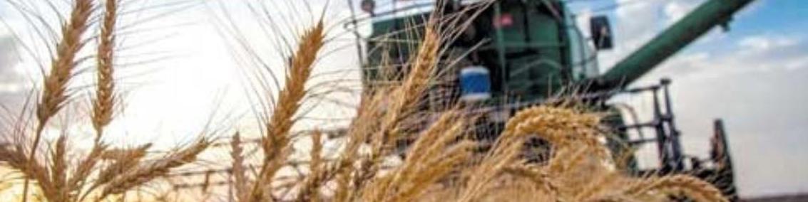 قیمت خرید تضمینی گندم در سال زراعی جدید ۲۰۵۰۰ تومان مصوب شد