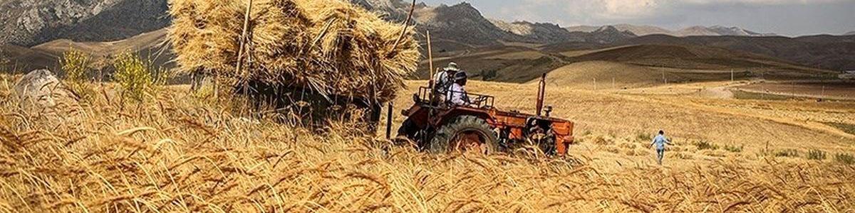 راه‌های جلوگیری از تبدیل گندم به علوفه/ با قیمت گندم بازی نشود