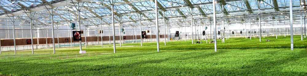 برنامه تولید ۱۰ میلیون تن محصول گلخانه‌ای تا پایان برنامه هفتم توسعه