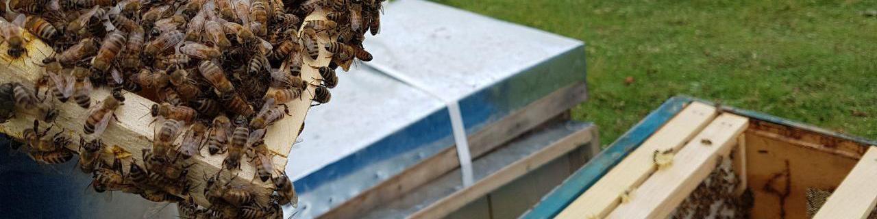 سرشماری زنبورستان‌ها آغاز شد