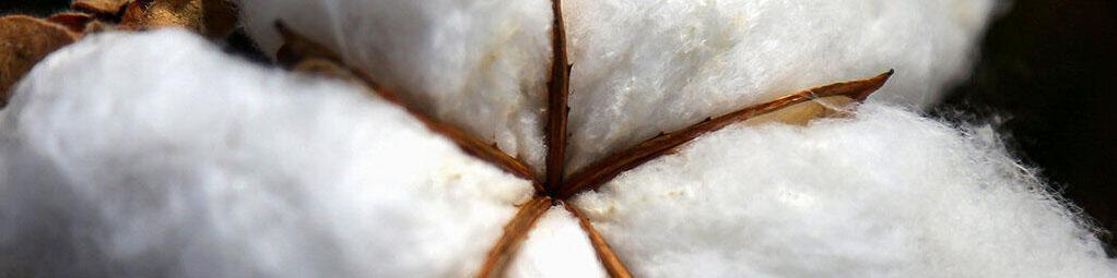 قیمت خرید تضمینی هر کیلوگرم پنبه وش ۴۴ هزار تومان تعیین شد