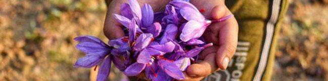 عرضه زعفران در بازار بورس کالا با پایه قیمت ۹۰.۵ میلیون تومان