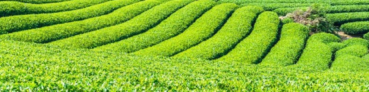 اعزام ۱۵۰۰۰ مامور آمار برای سرشماری کشاورزی / نیازی به واردات گندم نداریم