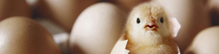 خرید توافقی جوجه یک روزه از سوی اتحادیه با قیمت ۲۴ هزار تومان