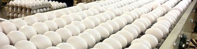 صادرات تخم‌مرغ از ۹۰ هزار تن عبور کرد