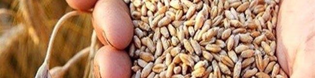 تاخیر هر ساله پرداخت مطالبات گندمکاران؛ گره کار کجاست؟