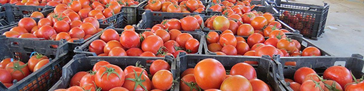 تغییر سقف قیمت گوجه فرنگی طی روزهای آینده