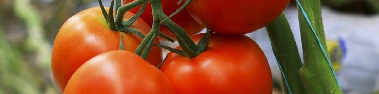 قیمت گوجه فرنگی گلخانه به ۷۰ هزارتومان رسید