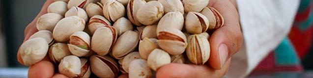 ممنوعیتی برای صادرات پسته ایران به اروپا وجود ندارد