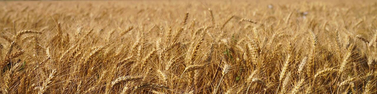 هدفگذاری کشت ۵.۹ میلیون هکتار گندم در سال جاری/ تدارک ۴۶۰ هزار تن بذر