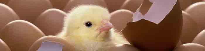 عرضه جوجه یک‌روزه به بازارگاه به دلیل یک سری ابهامات فعلاً منتفی است