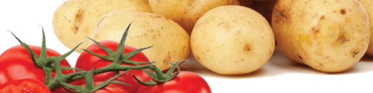 صادرات، قیمت گوجه‌فرنگی و سیب‌زمینی را افزایش داد