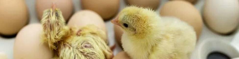 آیا بالاخره عرضه جوجه یک روزه از طریق بازارگاه خواهد بود؟