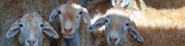 نرخ هر کیلوگرم دام زنده بین ۱۸۰ تا ۲۸۵ هزار تومان