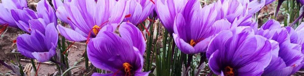 زعفران ارزان شد