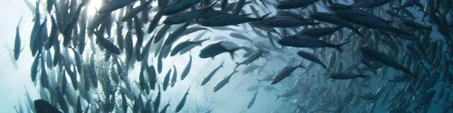 رشد صادرات آبزیان در ۹ ماهه امسال/ تورم صفر درصدی کنسرو تون ماهی با مدیریت واردات