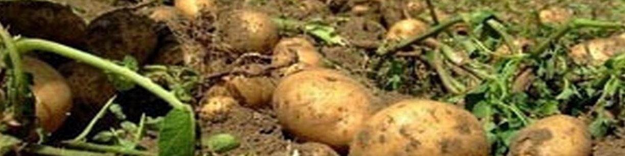 رشد نرخ ازر و صادرات دلیل گرانی سیب زمینی