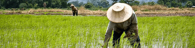 دولت متهم گرانی نهاده‌های کشاورزی