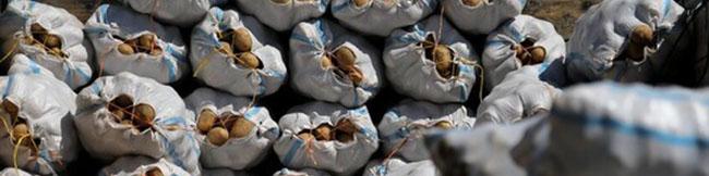 واردات سیب‌زمینی تا تثبیت قیمت در بازار ادامه دارد