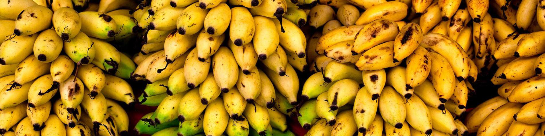 قیمت منطقی هرکیلو موز یک دلار است