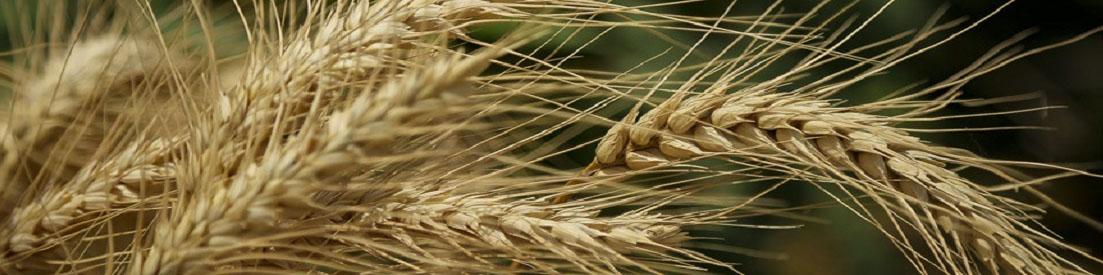 لزوم بازنگری در قیمت خرید تضمینی گندم برای سال زراعی جاری