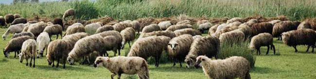 ایران رتبه چهارم تولید دام در جهان/ فرصت مناسبی برای بازگشایی صادرات دام است