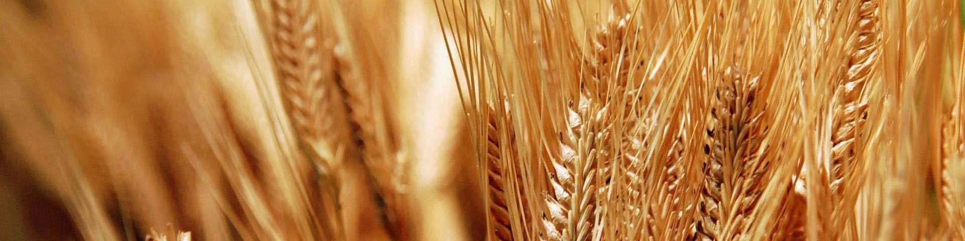 حداقل قیمت منطقی خرید تضمینی گندم ۲۴ هزارتومان است