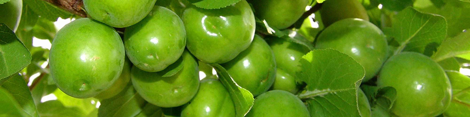 نوبرانه‌ای با قیمت نجومی؛ واردات قاچاق گوجه سبز