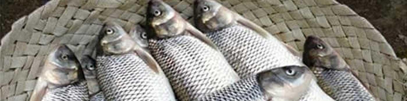 رشد ۵ درصدی صید ماهی سفید