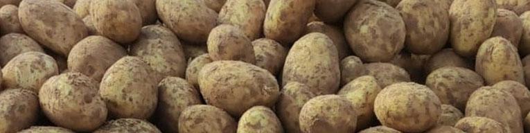 کاهش قیمت سیب زمینی تا ۲۰ روز آینده