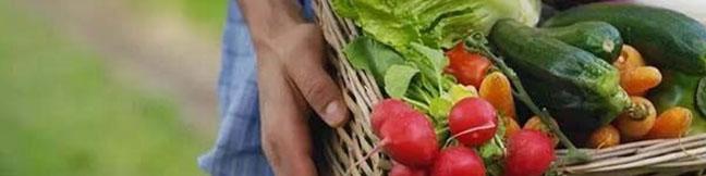 محصولات تراریخته امنیت غذایی جهانی را بهبود داد