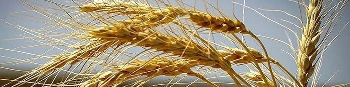 آغاز قطع برق چاه‌های کشاورزی/ موافقان و مخالفان افزایش نرخ خرید تضمینی گندم چه می‌گویند؟