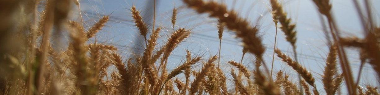 برآورد واردات حداقل ۴ میلیون تن گندم به کشور