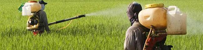 سموم محصولات کشاورزی با رعایت بالاترین استاندارد جهانی در کشور مصرف می‌شود
