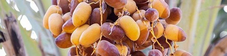 پتانسیل صادرات یک میلیارد دلار خرما به بازار‌های هدف وجود دارد