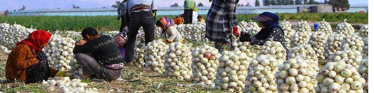 علت مازاد پیاز روی دست کشاورزان چیست؟