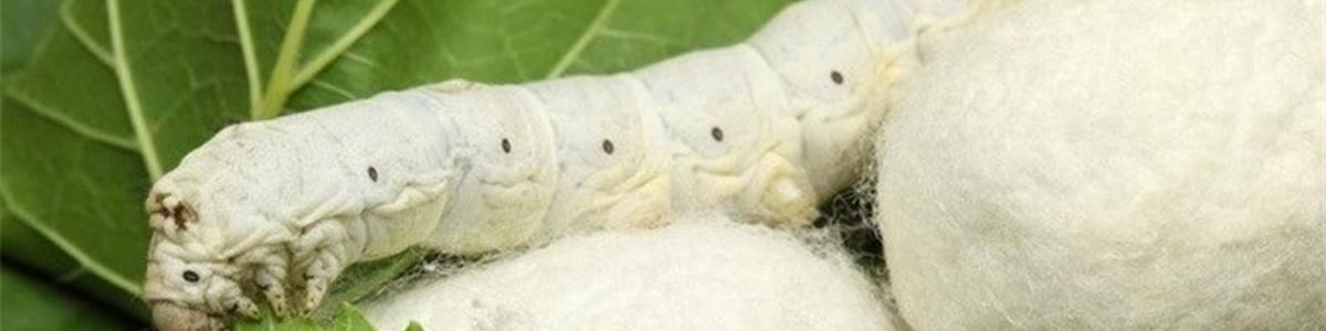 هدفگذاری تولید ۱۶۵۰ تن پیله تر ابریشم دربهار امسال