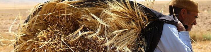 پس از گذشت ۴۰ روز از تحویل نخستین بار گندم هنوز ریالی پرداخت نشده است