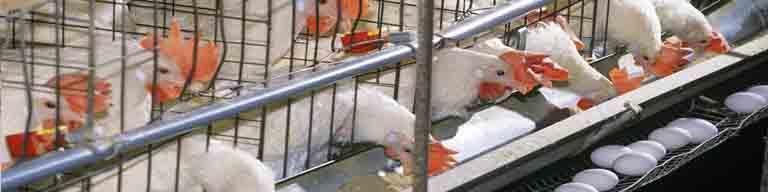 قیمت ۴ قلم کالای اساسی تعیین شد