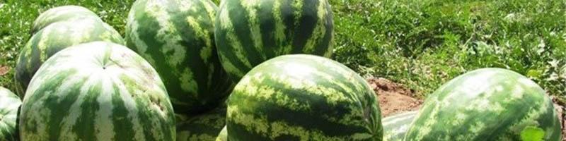 نیترات موجود در هندوانه‌های کشور یک‌ششم حد مجاز است