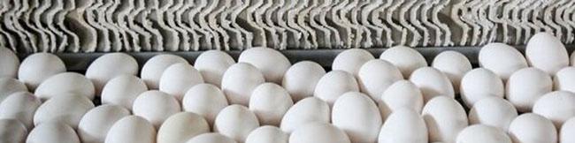 صادرات تخم‌مرغ به عمان به زودی آغاز می‌شود