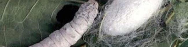 ظرفیت بالای نوغانداری در کشور/ واردات نخ ابریشم همچنان ادامه دارد