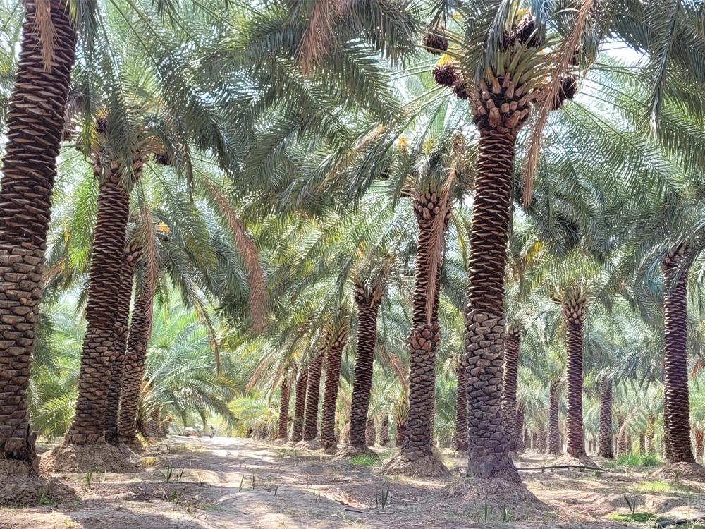 بررسی ظرفیت صادرات خرمای پیارم به کشورهای حوزه خلیج فارس