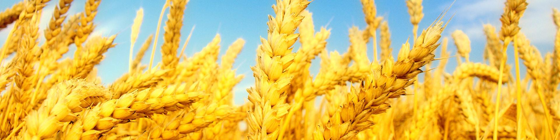 تامین ۳۰۰۰ میلیارد تومان از مطالبات گندمکاران/ پرداخت از هفته آینده