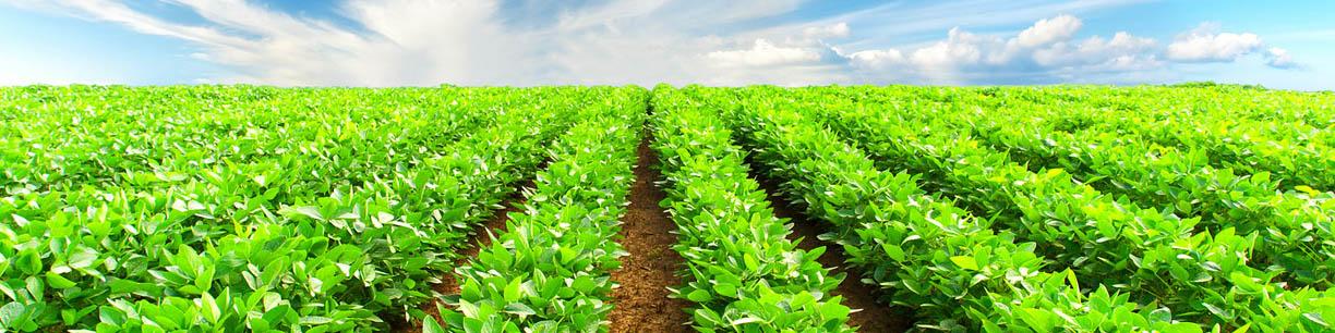 ۳ عامل بیثباتی بازار کشاورزی در ۲۰۱۹