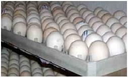 تولید به اندازه کافی است؛نیاز به واردات تخم مرغ نیست