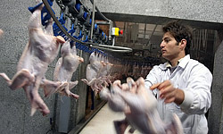 دلایل افزایش قیمت مرغ و پیشنهاد تعیین قیمت ثابت سالانه به دولت